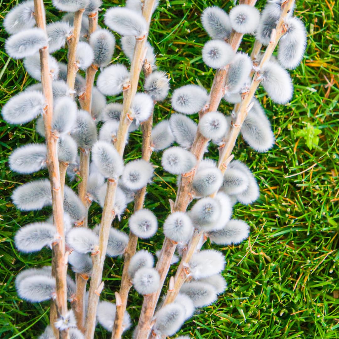 2 Dormant French Pussy Willow Trees Live Plants 6-12", Bare Root, Fast-Growing Cold Hardy, Dormant in Winter, 1 Year Old Willow