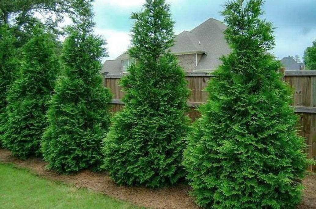 50 Thuja Green Giant Arborvitae Trees/Shrubs - 6-12" Tall Live Plants - Fast Growing Privacy Evergreen Hedges/Bushes - 2.5" Pots - (50 Pack)