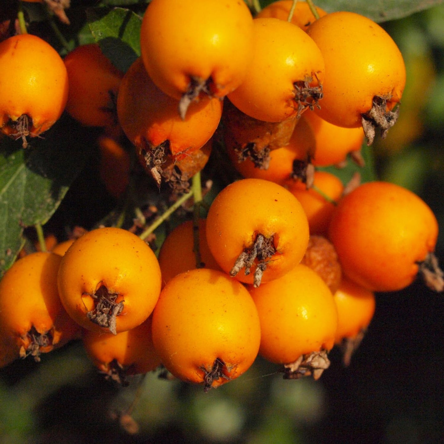 Loquat Seedling Live Plant, Golden Loquat Fruit Tree, 2 Feet Tall in 3 Gal, Ideal for Garden Planting, No Ship to CA