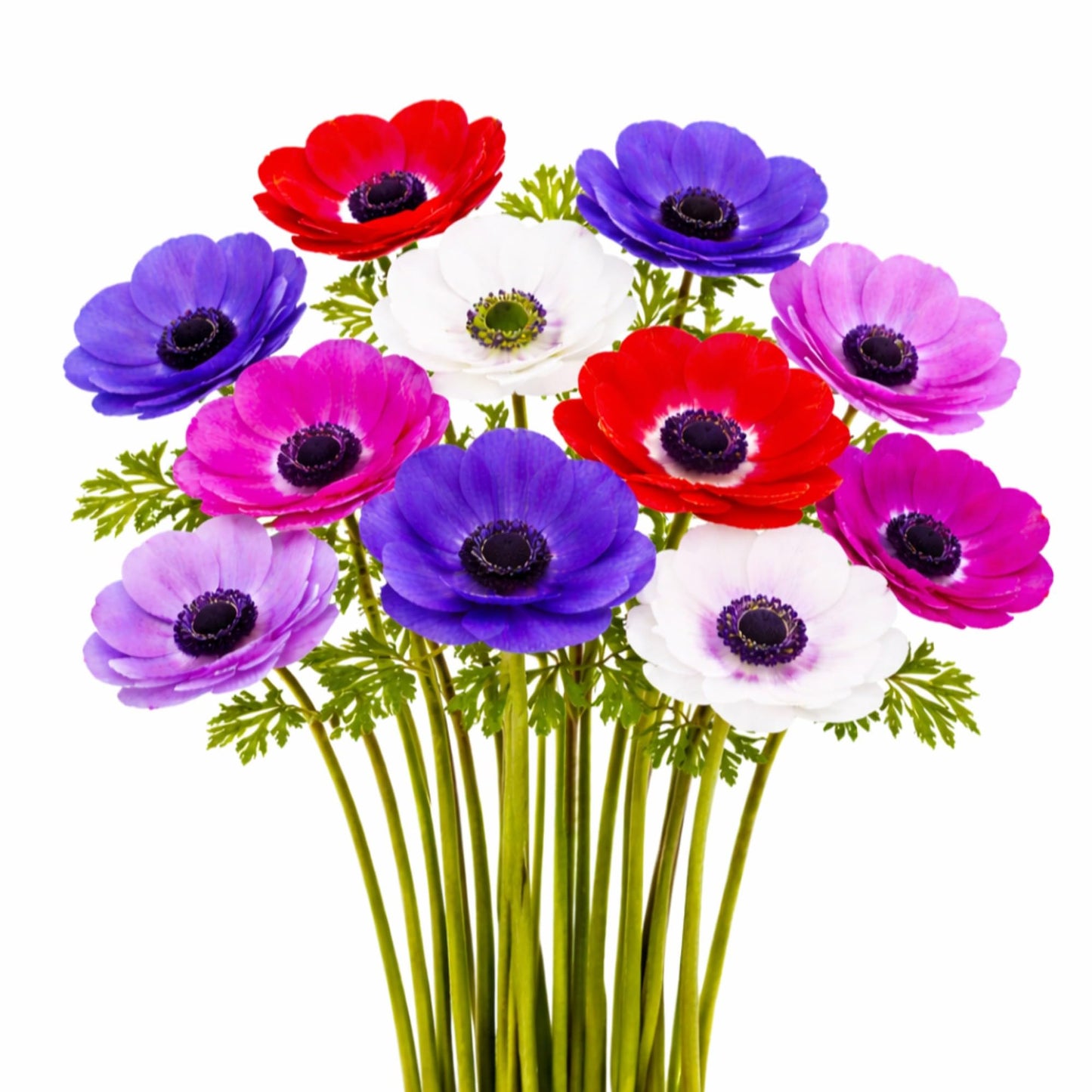 Easy to Grow Anemone Monarch de Caen Mix Pack of 60 Flower Bulbs - Spring Blue, Pink, Purple, Red Blooms in Full Sun, Great for Cutting