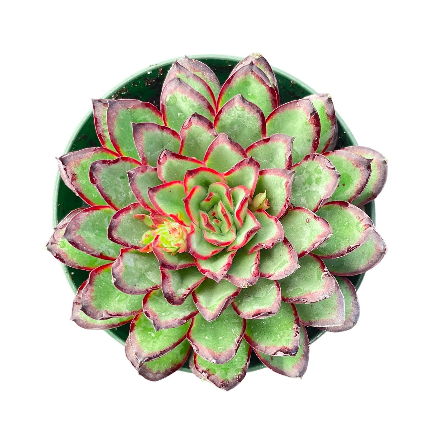 Sprout N Green Echeveria Mexican pulidonis, Live Rare Succulent Potted 4" Planter, Real House Plant for Party Favors Home Indoor Outdoor Garden Wedding Decoration DIY Projects
