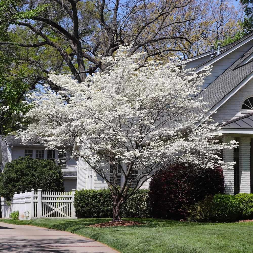 White Dogwood Tree Live Plant, Flowering Ornamental Tree for Growing, 8-14 Inch Tall, in Quart Pot