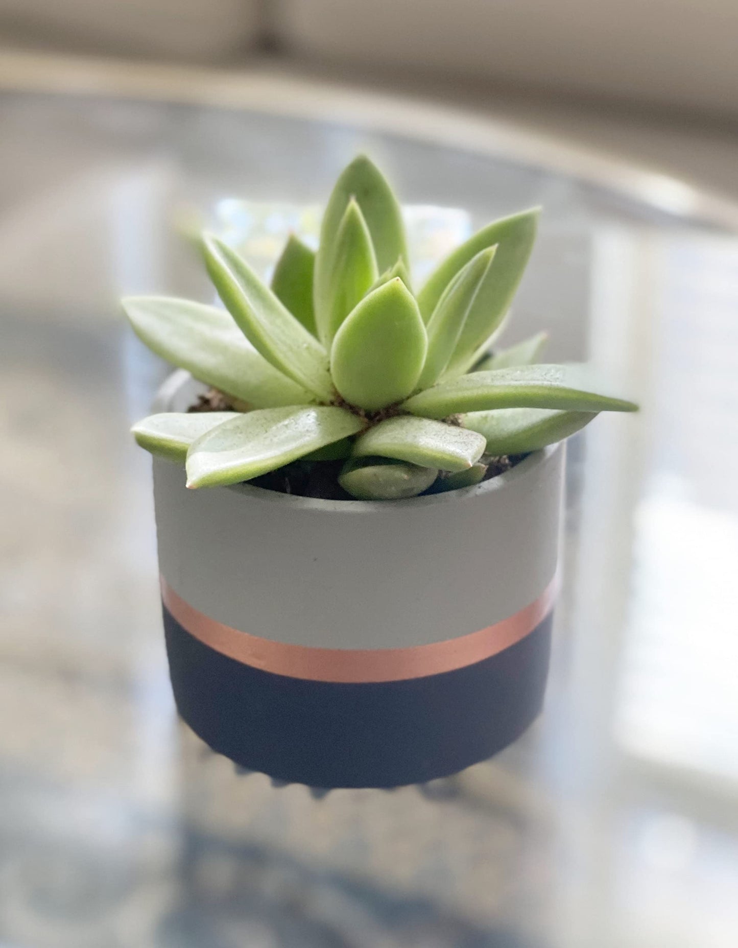 Chez JuJu Assorted Nordic Cement Succulent Pots 3.5" Planters with Drainage | 3 Pack