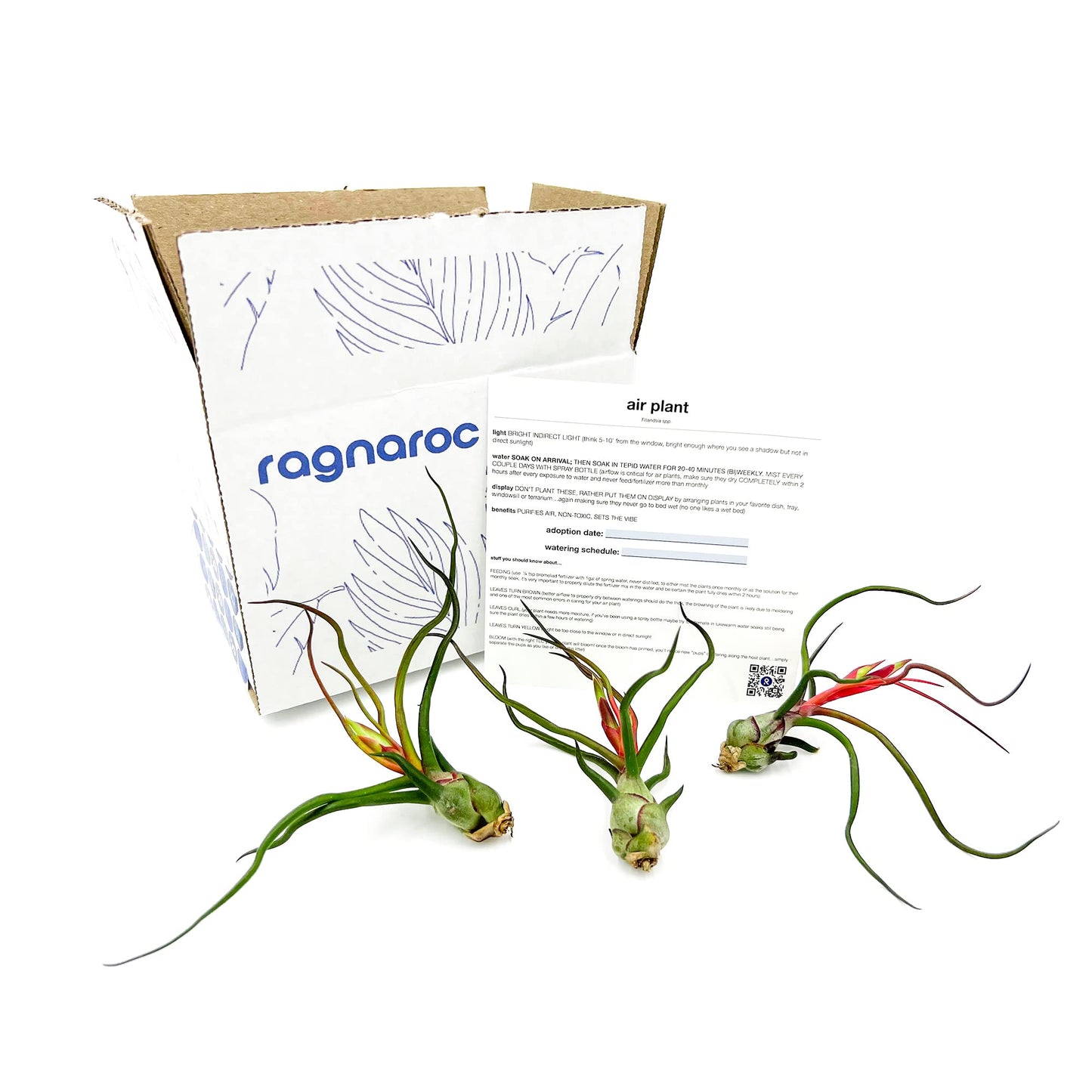 ragnaroc Air Plants - Flowering Tillandsia Bulbosa Guatemala, Large 3-5" - 3ct - Live Arrival Guaranteed - House Plants for Home Decor & Gift