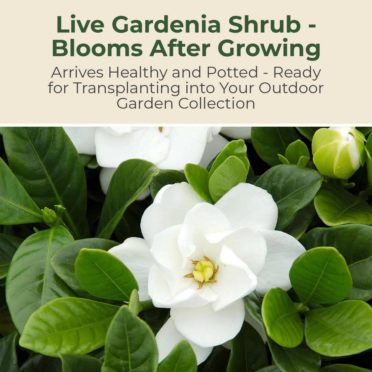 Buttons Gardenia Shrub - Live Fragrant Shrub with White Double Blooms in 2.25 gal Pot - Grows Up to 2' Tall - Ideal for Gardens, Patios & Indoor Use (1 Pack)
