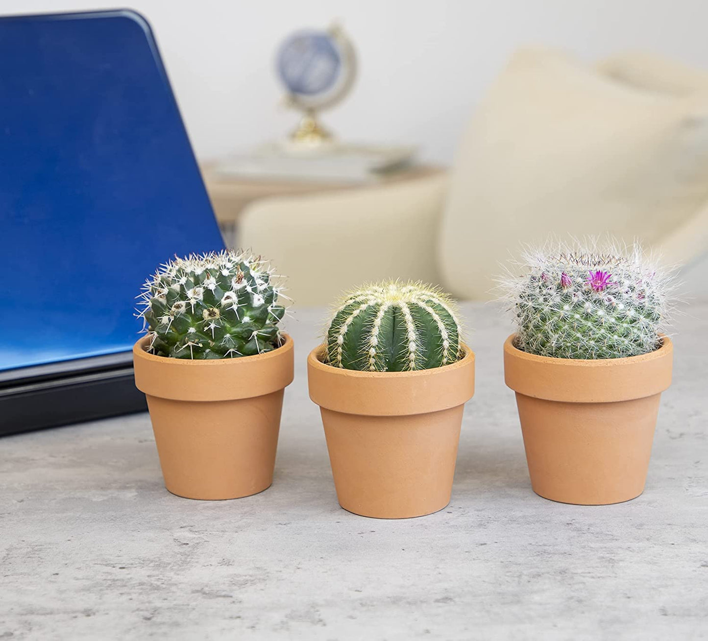Cactus Plants Live in Clay Pots for Plants (3 PK), Live Cactus in Cactus Soil Potting Mix, Mini Cactus Succulents Plants Live Cacti, Cactus Live Succulents in Succulent Cactus Pot by Plants for Pets
