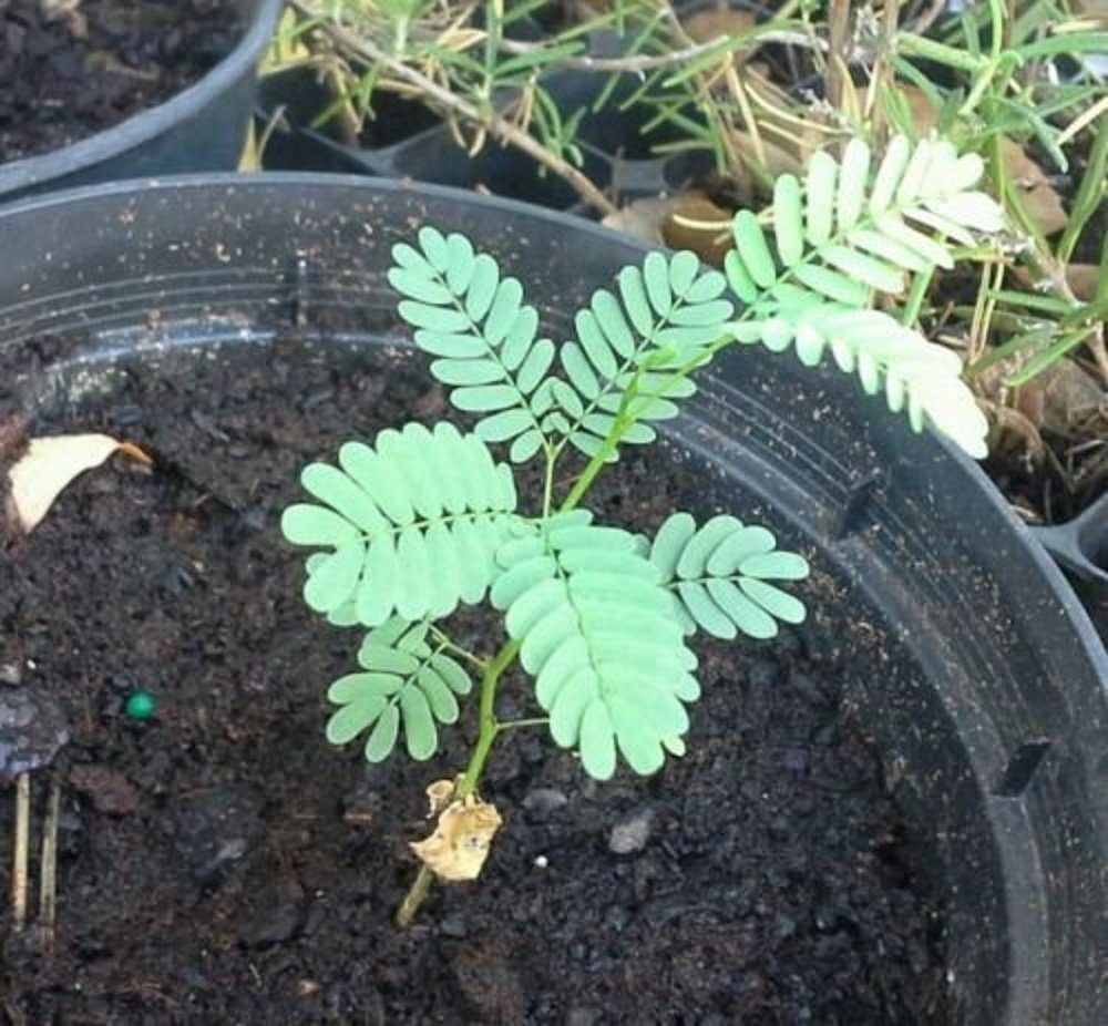 20 Thornless Argentine Mesquite Tree Seeds Prosopis alba CS