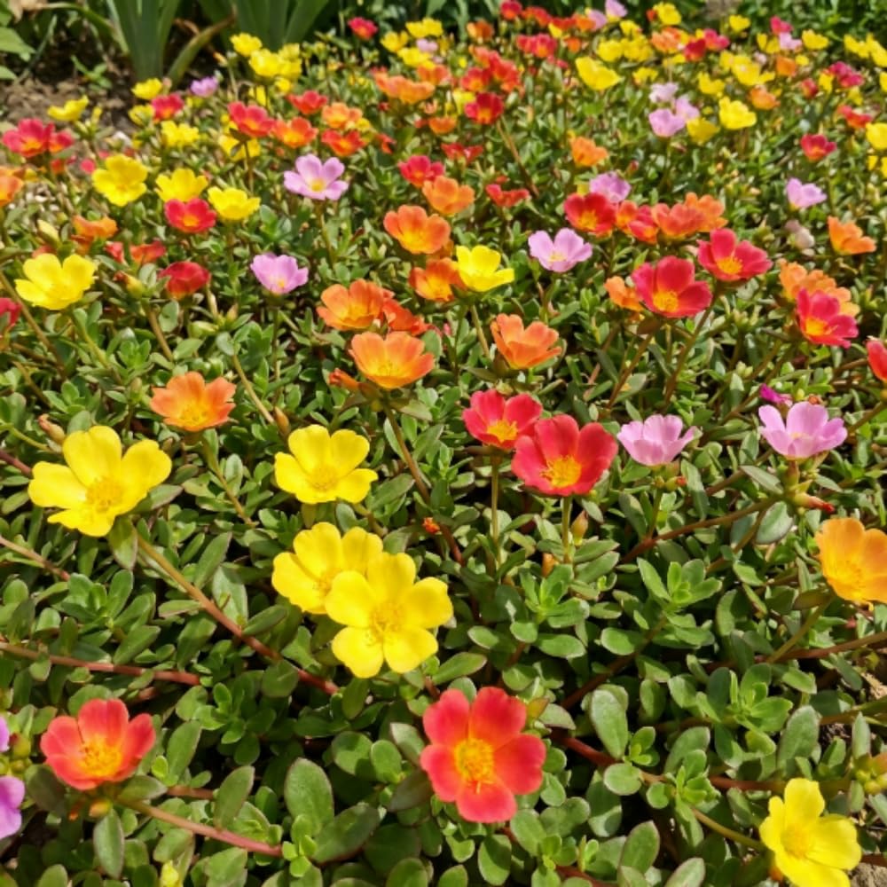 4 Assorted Portulaca Plants Live, Moss Rose Portulaca Plants, 4-7'' Tall, Flowering Groundcover Garden