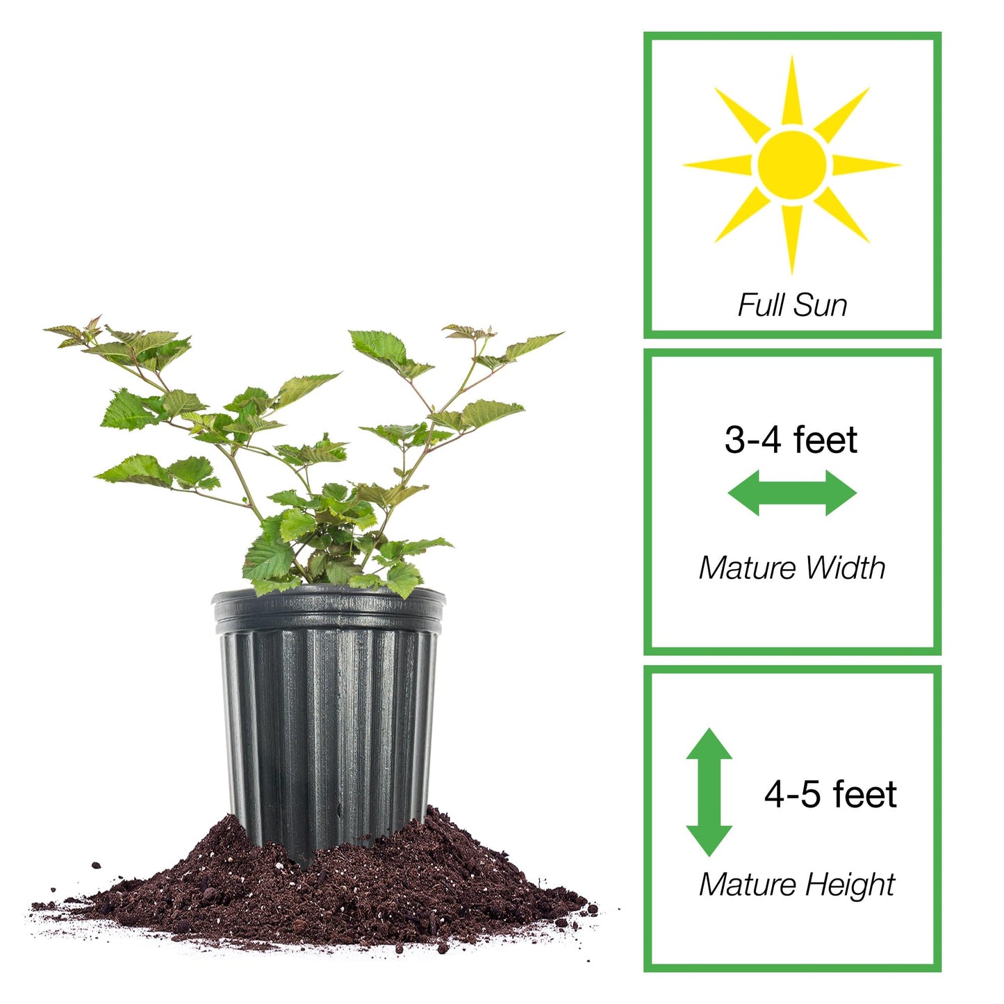 Perfect Plants Chester BlackBerry Bush 1 Gallon | Live Fruit Plant | Lush Sweet Berries