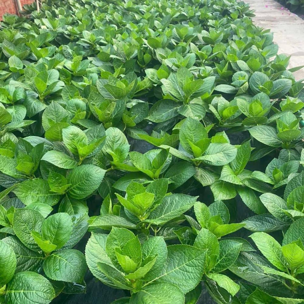 Light Lime to Pink Cream Hydrangea Plant Live Tree, Rare Color, 4" Pot, Perennial and Hardy Blooming Shrub for Garden Spring Planting