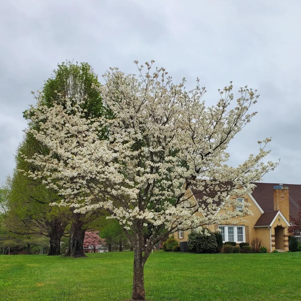 Dogwood Live Tree Plant, Flowering Dogwood Plant Live from 8 to 10 Inches Tall in Quart Pot for Outdoor Planting, Dormant in Winter (White)