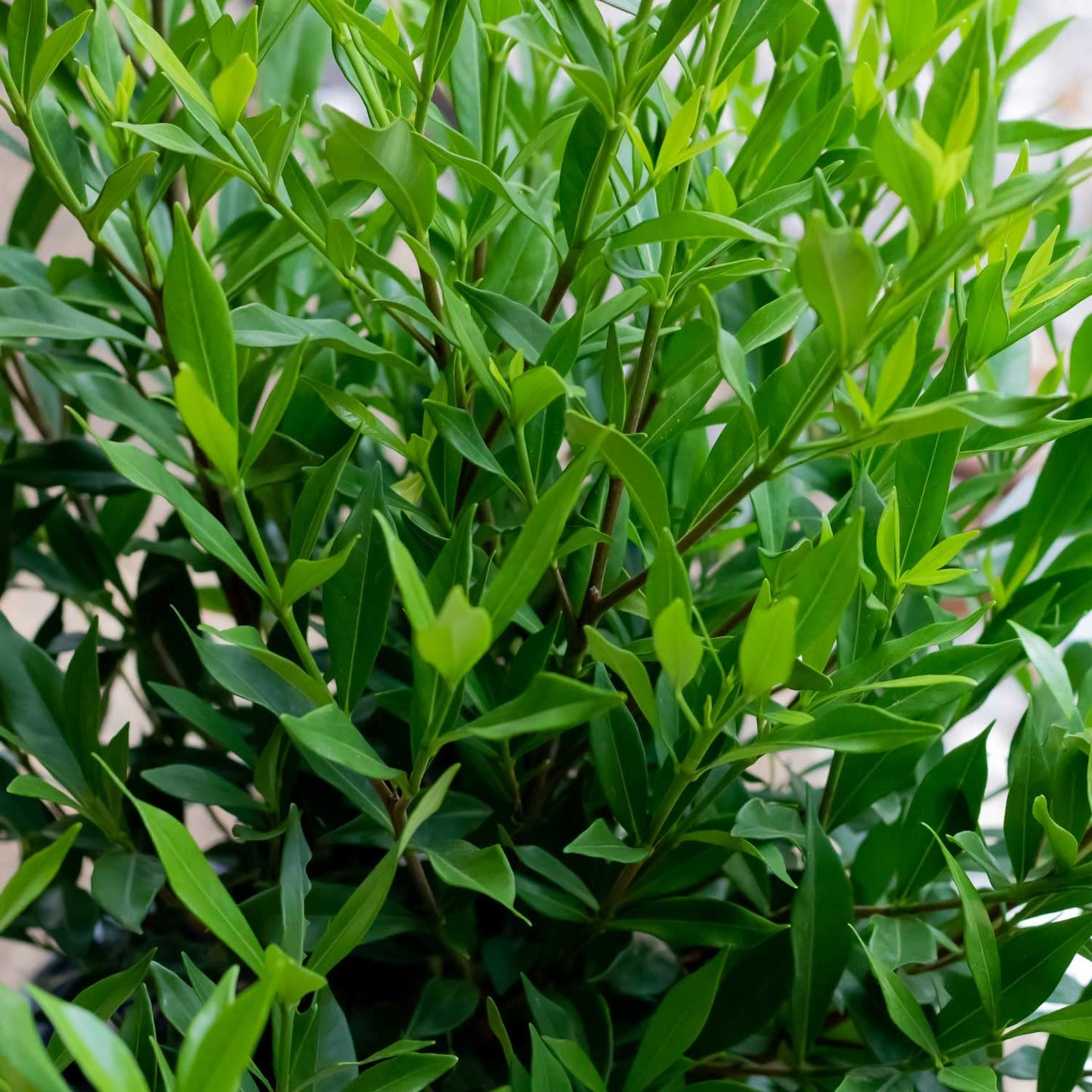 Frost Proof Gardenia (2.5 Gallon) Flowering Evergreen Shrub with Glossy Green Foliage and White Fragrant Blooms - Full to Part Sun Live Outdoor Plant