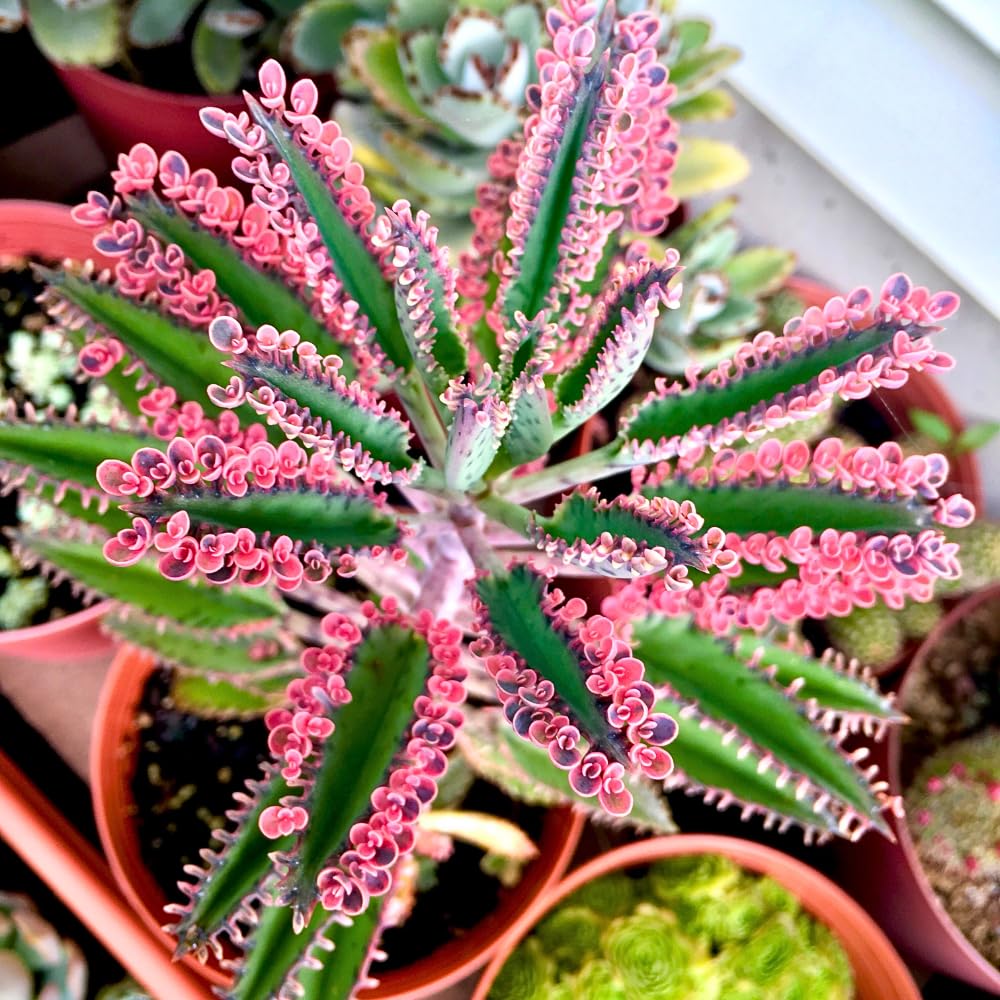 Kalanchoe Plant Live, Mother of Thousands Live Plant in 2" Pot, Rare Succulent Indoor Houseplant (Pink Butterfly Kalanchoe)