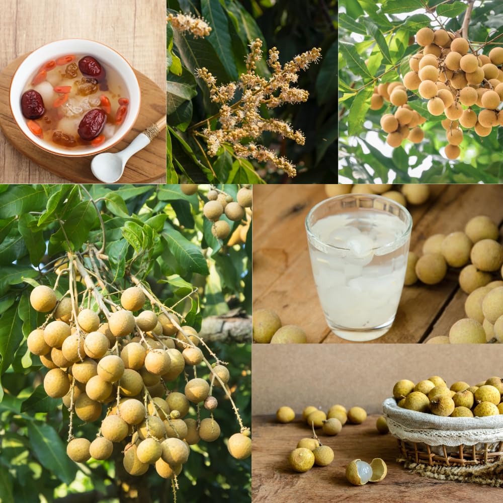 Longan Tree Live Plant, Longan Fruit Tree, Well Rooted in 4 Inc Pot, 8-10 Inc Tall, Sweet Tropical Fruit Tree for Indoor Outdoor Growing
