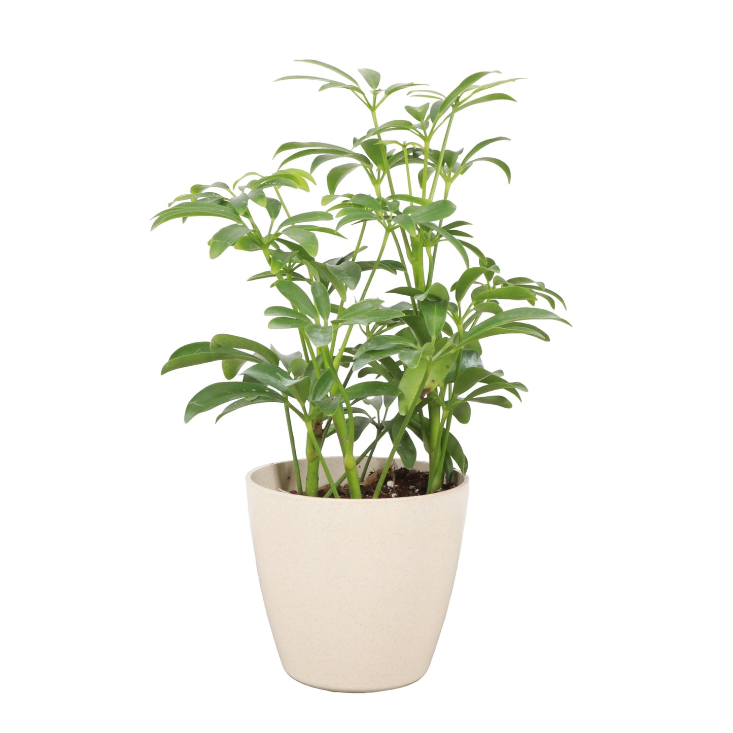 Thorsen's Greenhouse Live Arboricola Umbrella Tree Plant, Schefflera Arboricola, Natural Air Purifier, Easy to Grow, Live Indoor Houseplant, 4-inch Diameter (Natural)