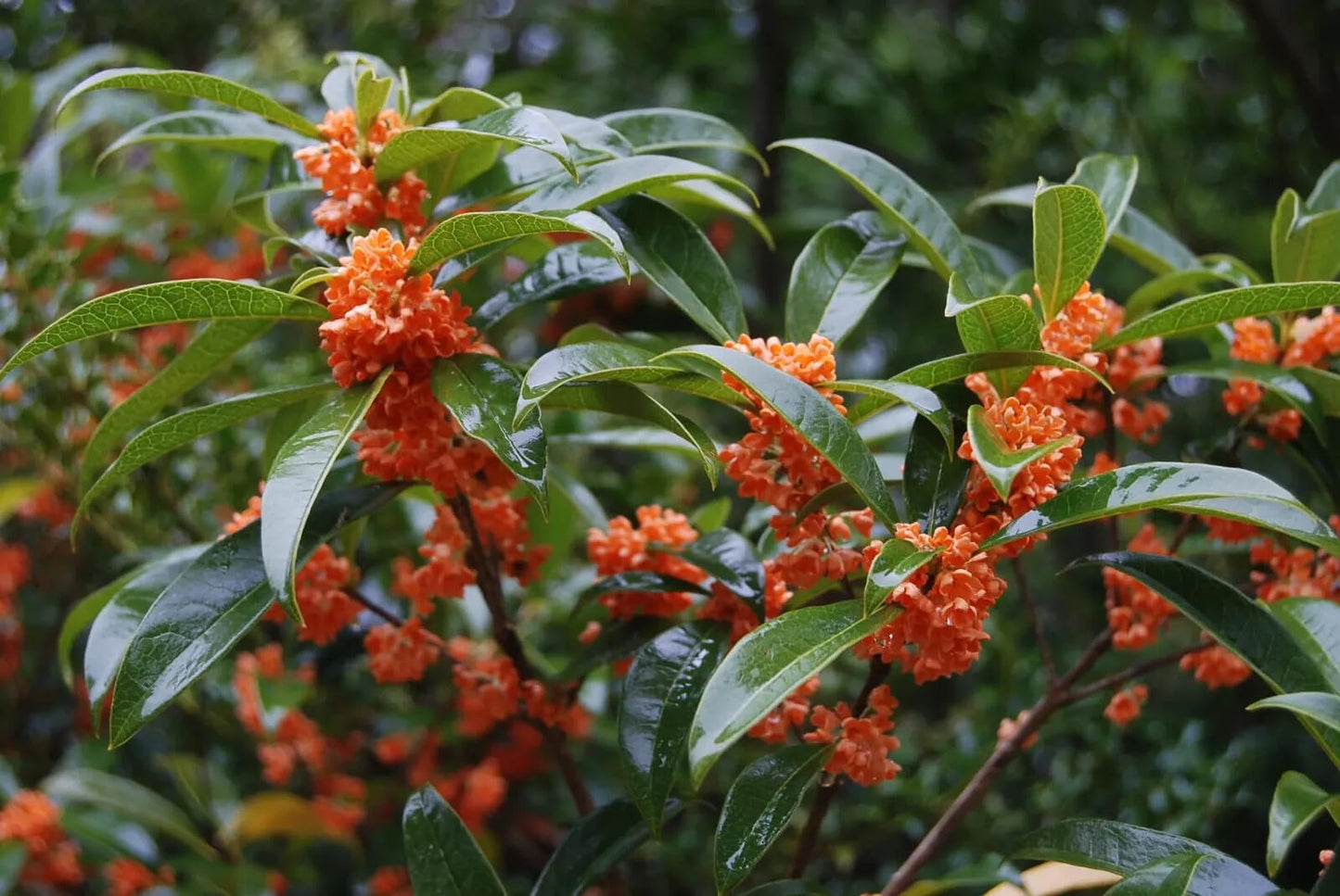 Live Plant - Apricot Echo Fragrant Tea Sweet Olive Osmanthus fragrans Rooted Starter Plant