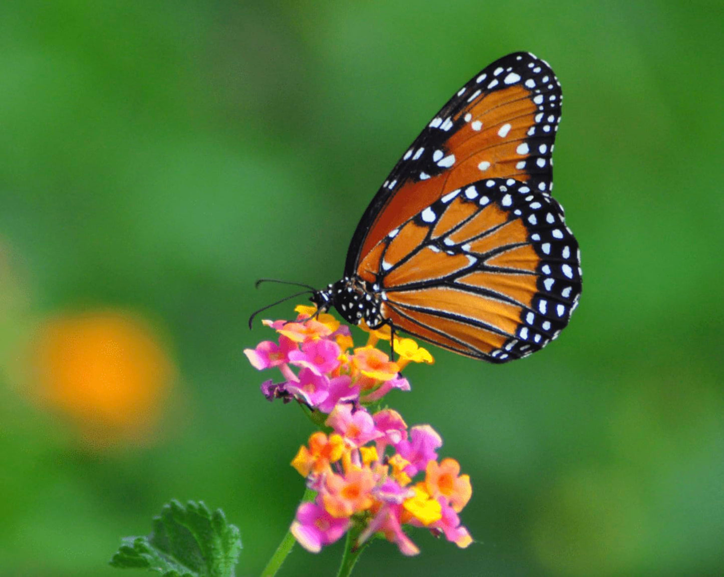 Lantana Plants Live - Confetti Pack of 3 Lantana Live Plants for Planting - 4-6 Inches Tall - Attracts Butterflies, Ideal for Containers, Easy Maintenance