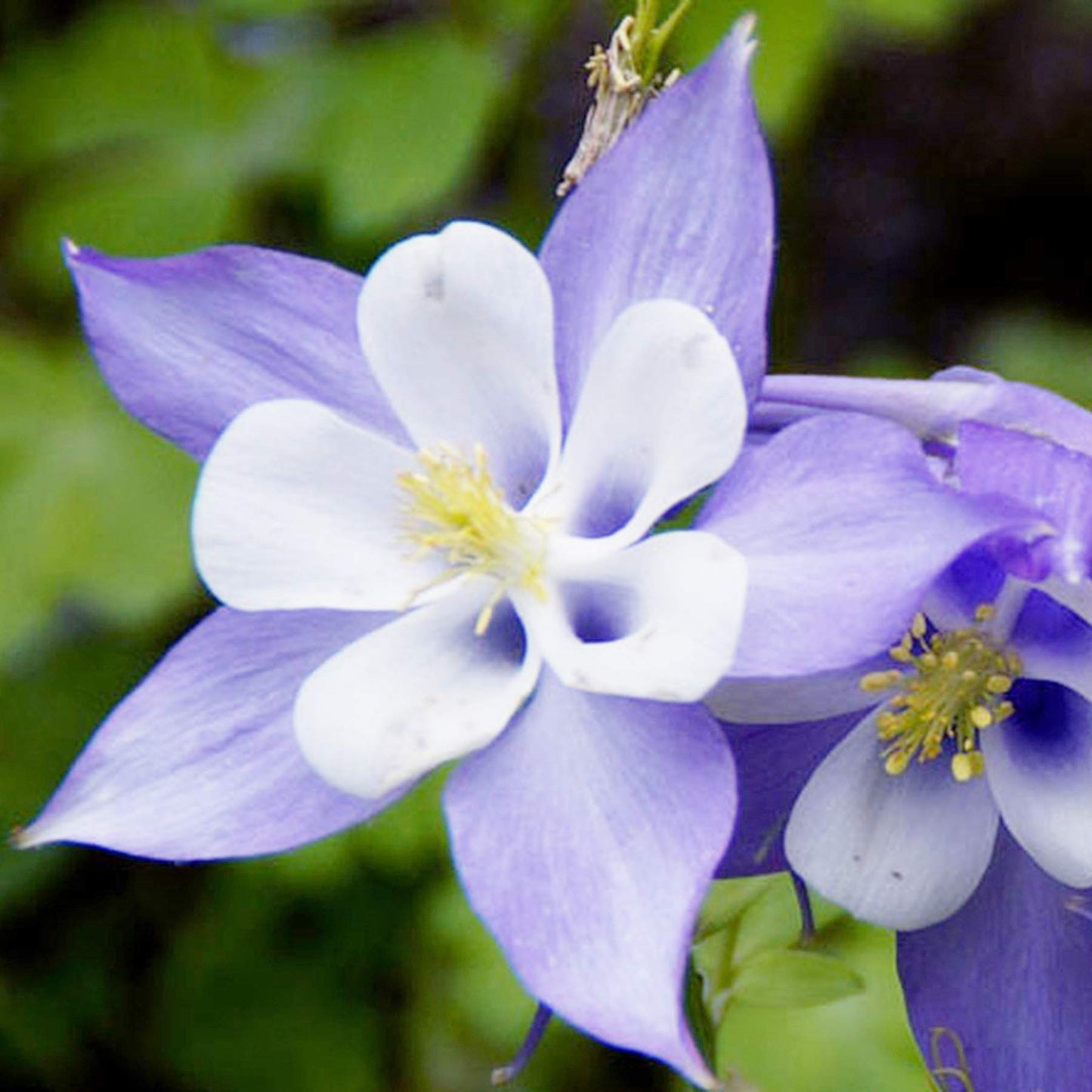 UtopiaSeeds Blue Dream Columbine Seeds - A Favorite Perennial Wildflower and State Flower of Colorado - Approximately 2800 Seeds