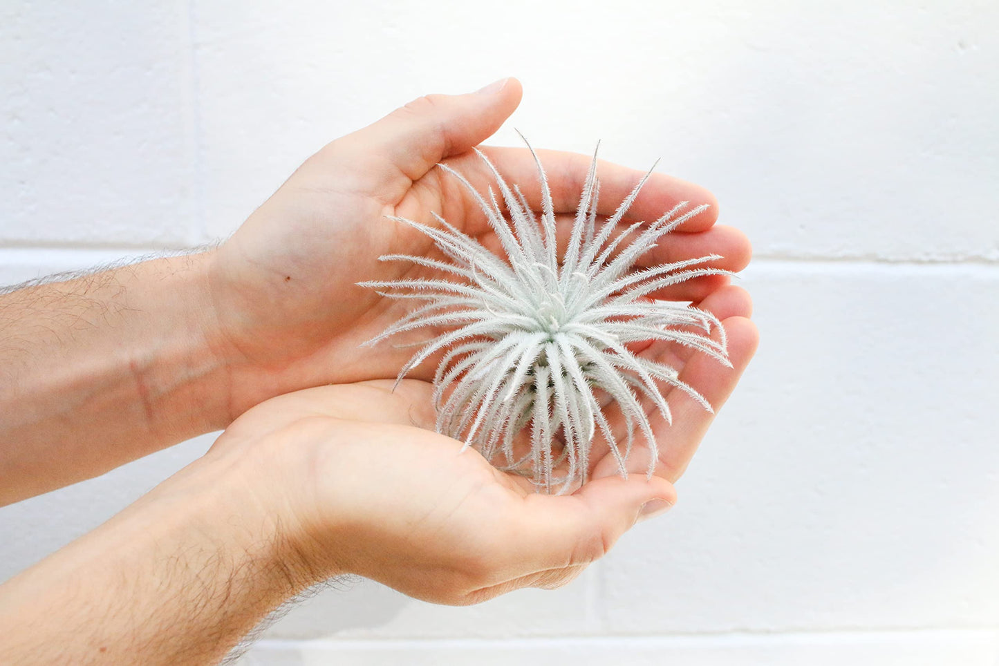 3 PCs Small Tectorum Ecuador Air Plant - Live Tillandsia Succulent House Plants - Available in Wholesale and Bulk - Home and Garden Decor - Easy Care Indoor/Outdoor Air Plant