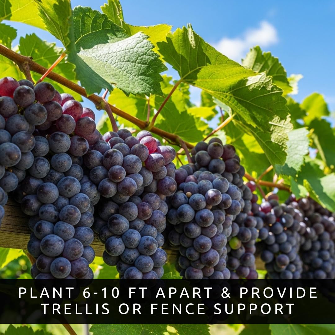 9 Live Grape Vine Seedlings – Concord (Purple), White, and Red Grapes – 3 of Each Variety – Easy to Grow Fruit Plants for Garden, Vineyard, Trellis, or Fence
