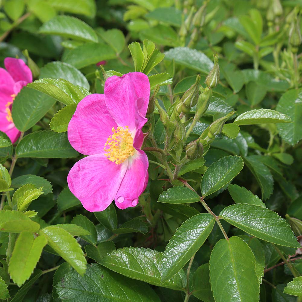 Heirloom Roses Rose Plant - Rosalina Pink Rose Bush, Rugosa Live Plant for Planting Outdoors