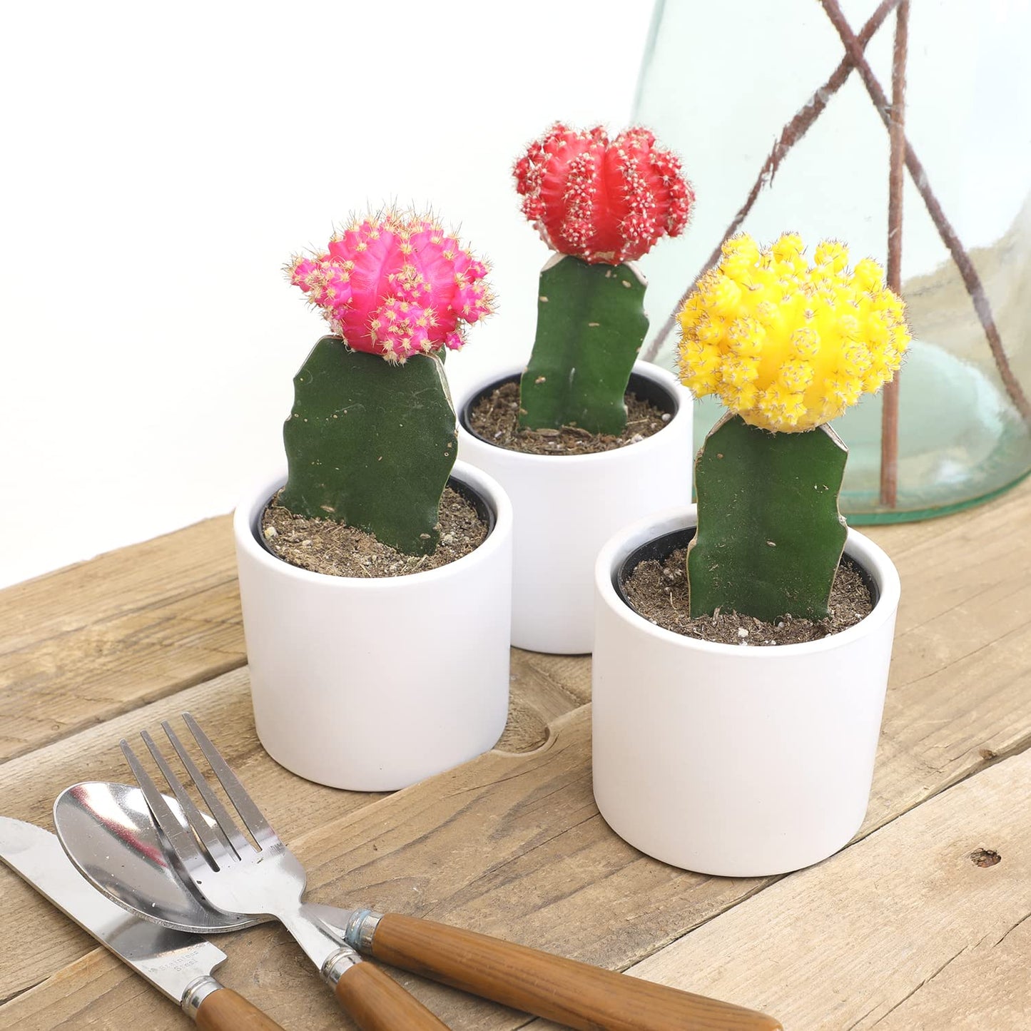 Grafted Cactus Plants Live in White Plant Pots (3 PK), Live Cactus Plant in Cactus Soil Potting Mix, Live Mini Cactus Succulents Plants Live Cacti, Cactus Pots with Live Succulents by Plants for Pets