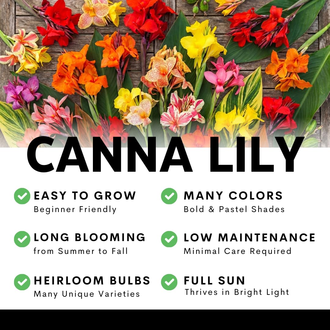 Lucifer Canna Lily Bulbs for Planting – Bright Red Flowers with Golden Yellow Edges – Tropical Summer Blooming Plants – Premium Canna Rhizomes (1 Bulb)