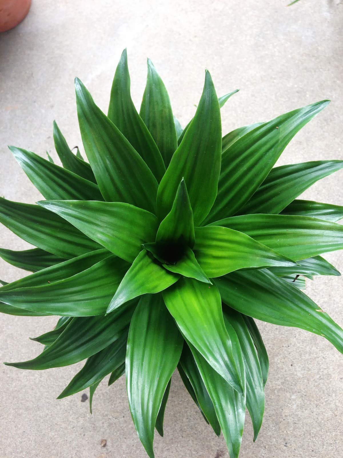 Dracaena Janet Craig Compacta - Live Plant in a 6 Inch Pot - - Dracaena Deremensis ‘Janet Craig Compacta’ - Florist Quality Low Maintenance Indoor Houseplant