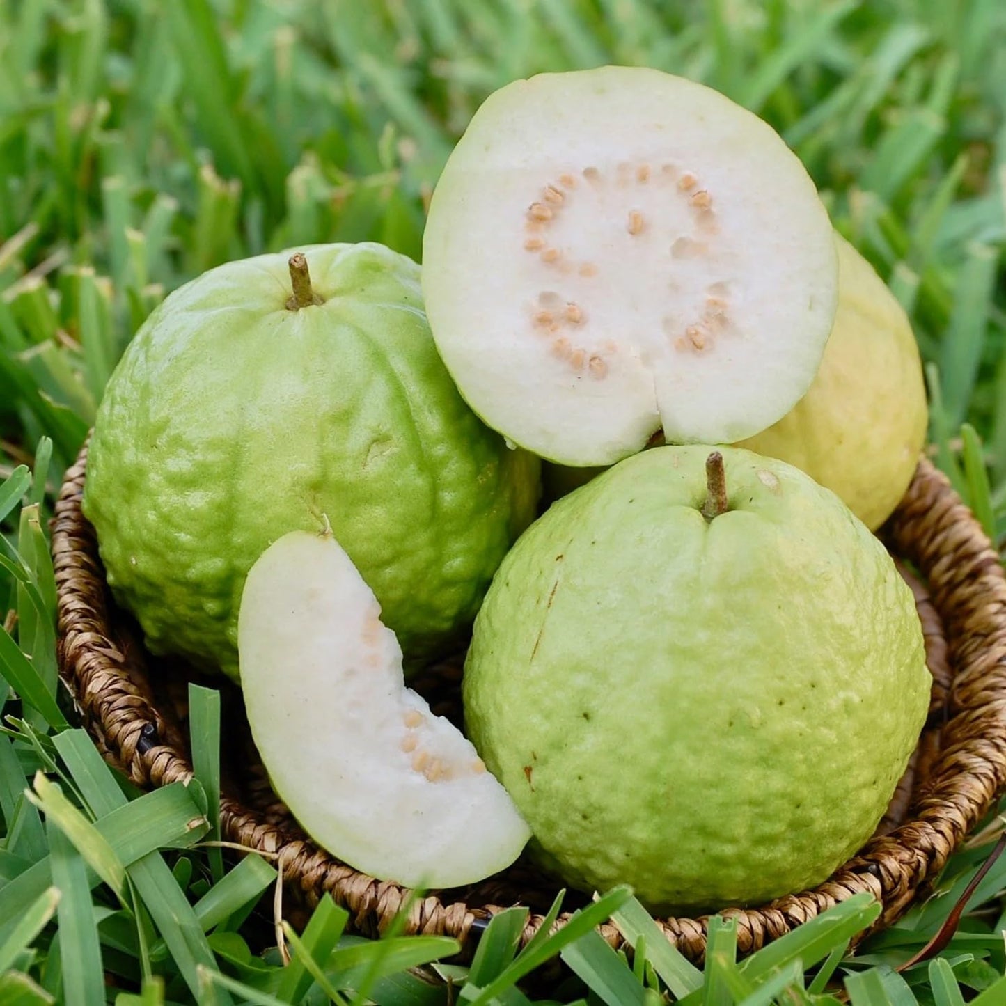 seedless Guava Tree (Psidium guajava) Tropical Live Plant 1’-2’