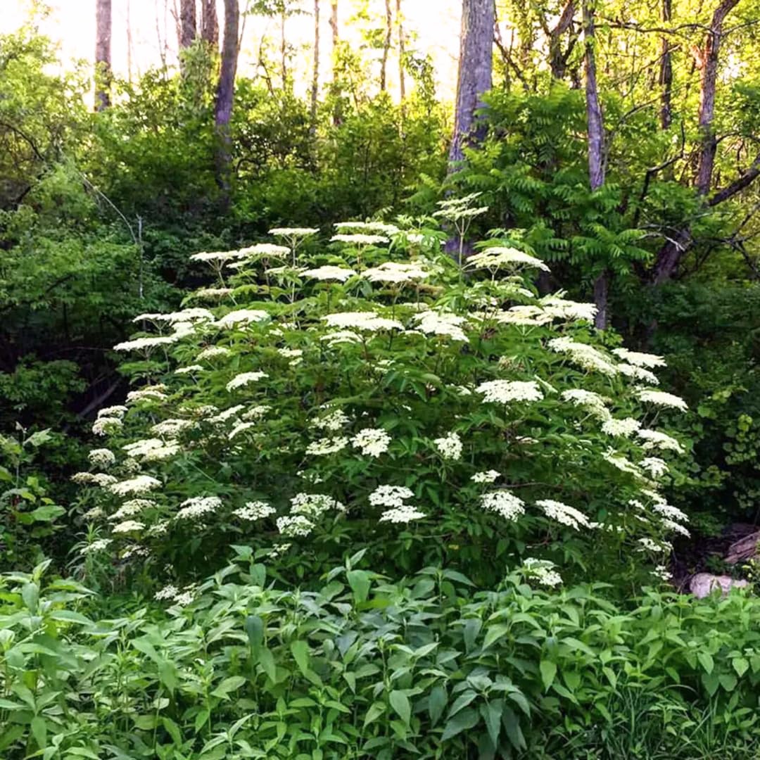 2 Black Elderberry Plants Live for Planting, 1 Year Old Well-Rooted Tree, Dormant, Cold Hardy, Elderberry Bushes, 6-12 Inches in Tall