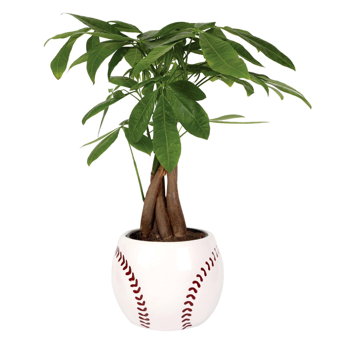 Green Circle Growers Money Tree, 5 Inch Indoor Plant in Baseball Ceramic Pot, Green