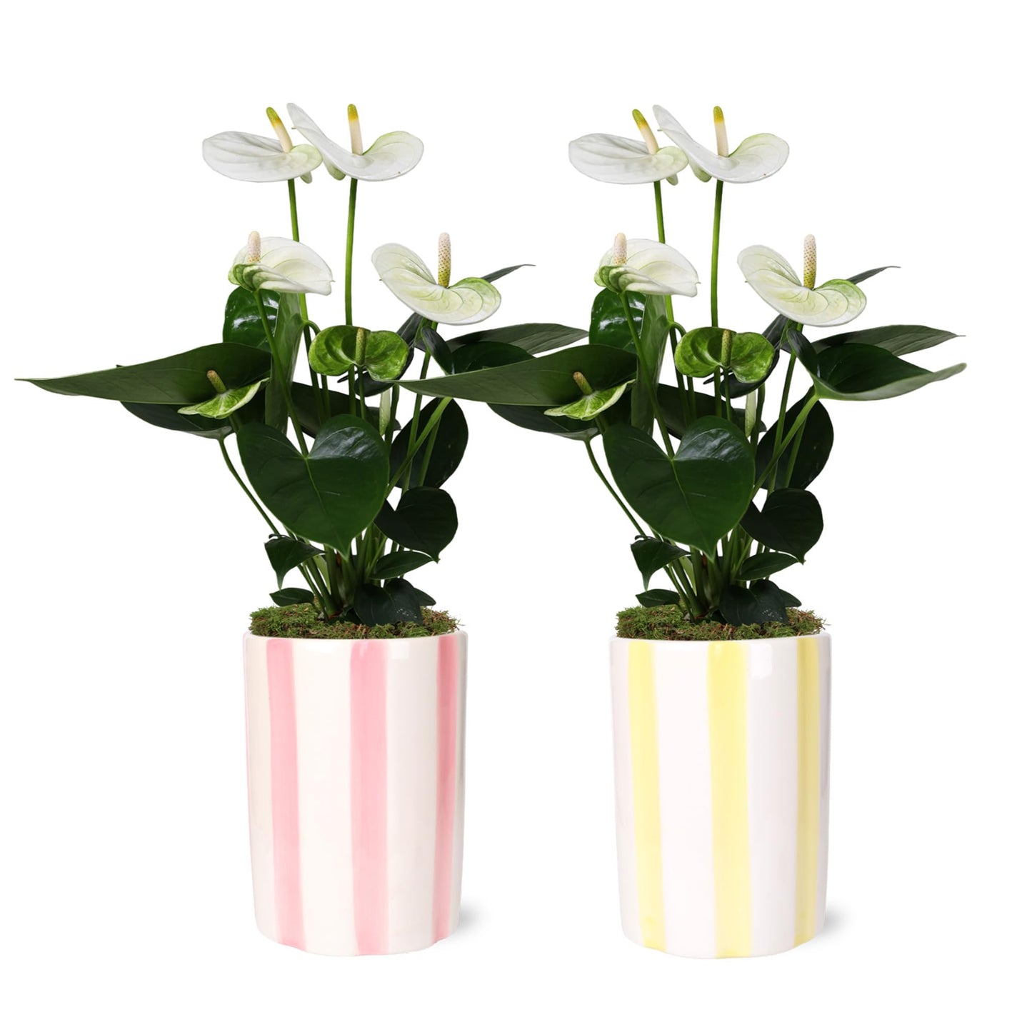 Green Circle Growers 2P White Anthurium in a 5" Hollywood Pink and Yellow Pot, Live Indoor Plants, House Plant