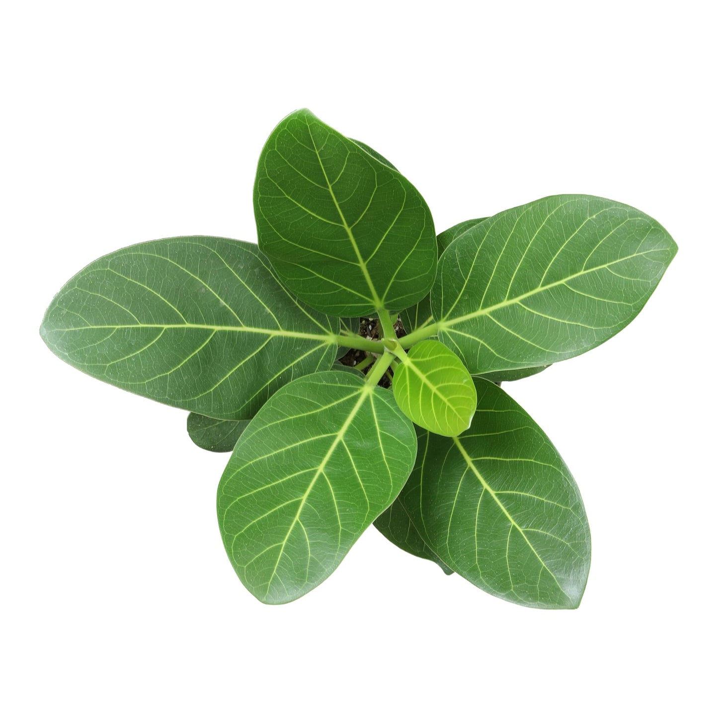 Live Ficus Tree 'Audrey' (Approx. 16" Tall) in 6" Grower Pot, Air Purifying Easy Live Indoor Houseplant, Unique Desk & Office Plant by Plants for Pets