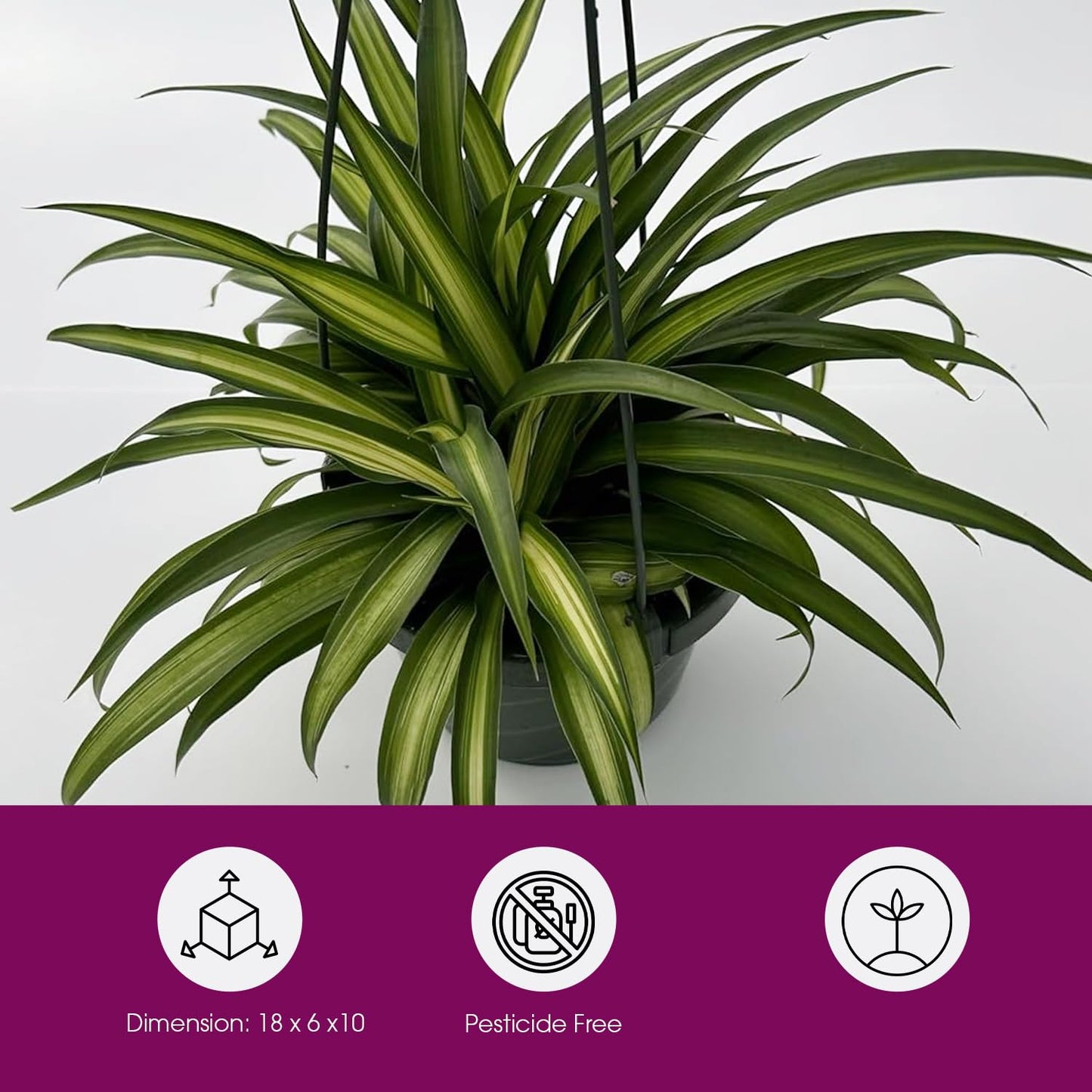 Live Hawaiin Spider Plant in Hanging Basket - Chlorophytum Comosum for Garden Home & Office Decor - Easy to Grow Air Purifying Houseplants Striped Foliage - Low Maintenance (1)