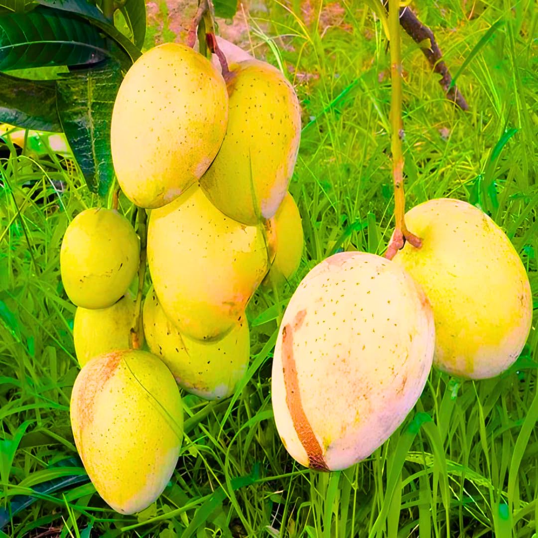 Large Yellow Mango Tree Live Plant, 8 to 14 Inches Tall in Pot, Ready to Bear Fruit in 1-2 Years, Large Sweet Mango Tree for Planting