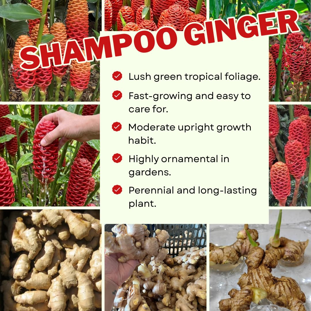 Set 8 Awapuhi Shampoo Ginger Roots, Zingiber Zerumbet Pinecone Ginger Lily Rhizomes