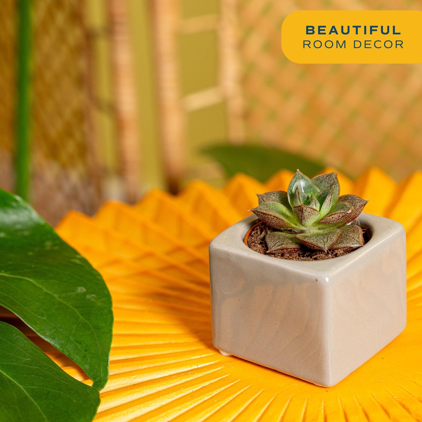 Costa Farms Succulent Plant, Live Indoor Mini Succulent Plant in Cute Succulents Plant Pot, Potting Soil Mix, Grower's Choice, Easy Grow Houseplant, Tabletop, Office, Room Decor, 2-Inches Tall