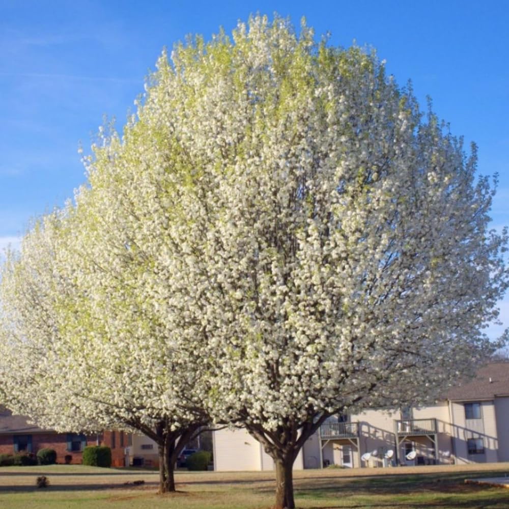 Cherry Blossom Tree, Live Ornamental Tree 6-12" Tall in Pot, Beautiful Spring Blooms for Outdoor Planting (Snow Cherry Blossom)
