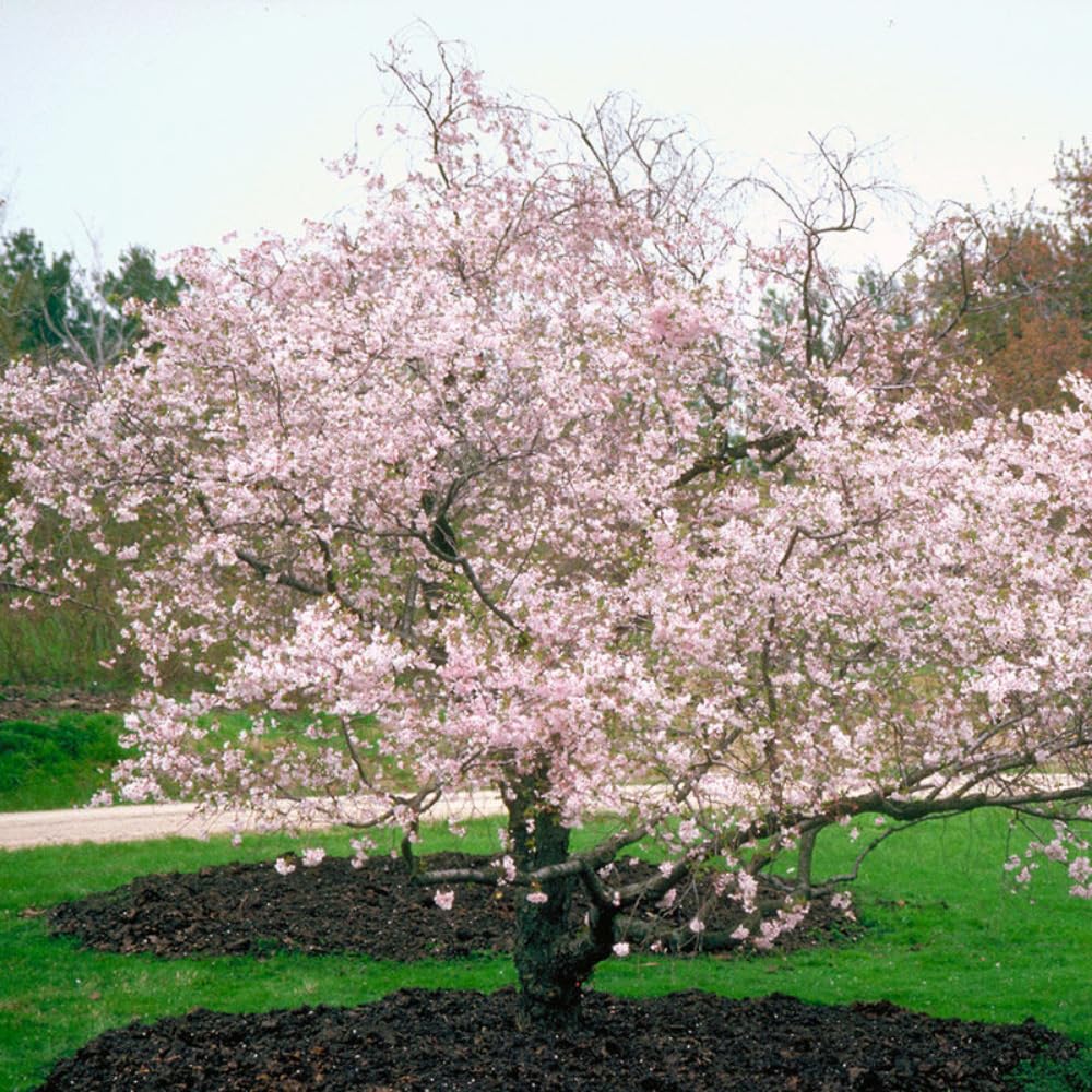 Cherry Blossom Tree Live Plant, 8-12" Tall, Ornamental Flowers for Outdoor Planting, in Pot (Autumn Cherry)
