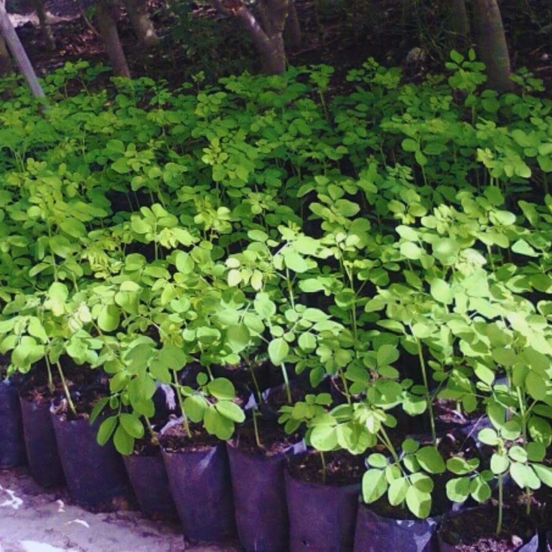 2 Moringa Drumstick Trees Plants Live, Malunggay Well-Rooted, 6 to 8 Inches Tall, Horseradish Tree, Moringa Oleifera