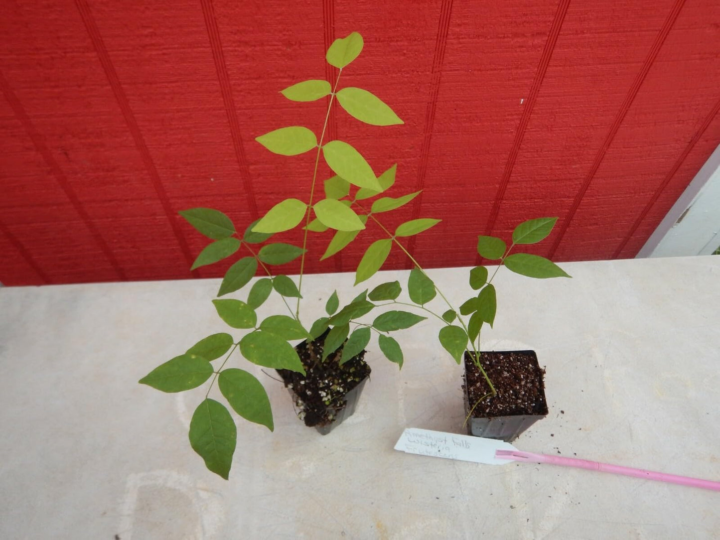 Live Plant - Amethyst Fallswisteria Frutescenslive Starter Plant