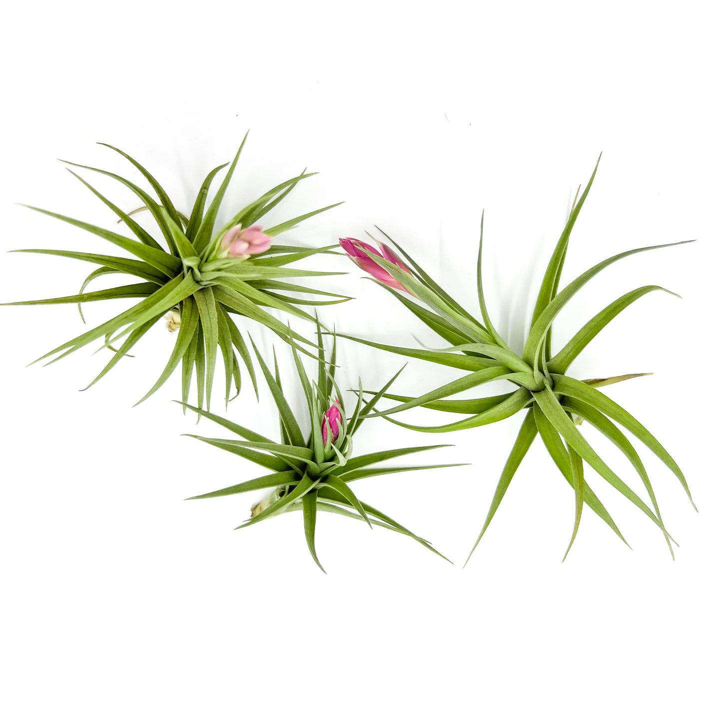 Air Plants - Flowering Tillandsia Aeranthos, Large 3-5" - 3ct - Live Arrival Guaranteed - House Plants for Home Decor & Gift