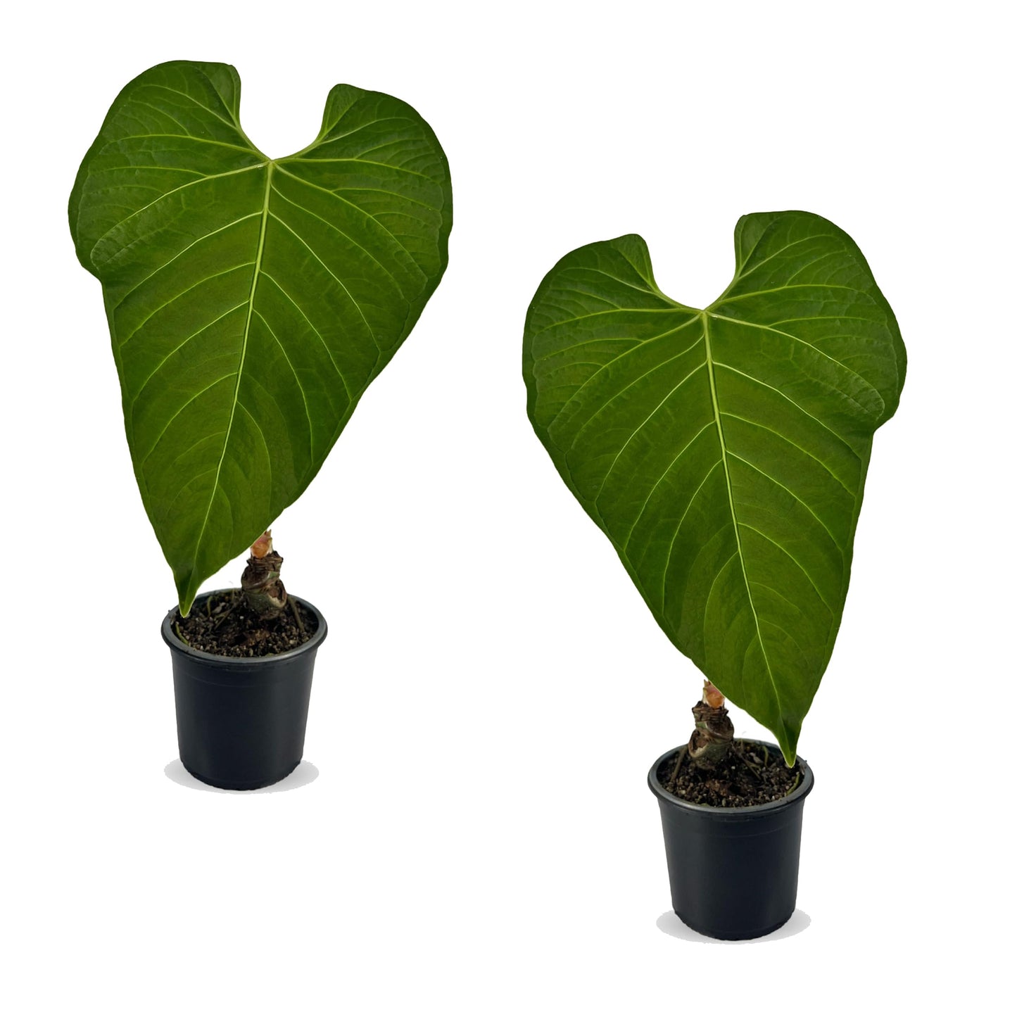LEAL PLANTS ECUADOR Anthurium Regale AFF (Pack of 2) Live Tropical Houseplant for Air Purification | Elephant Ear Leaf Plant | Unique Gift for Plant Lovers