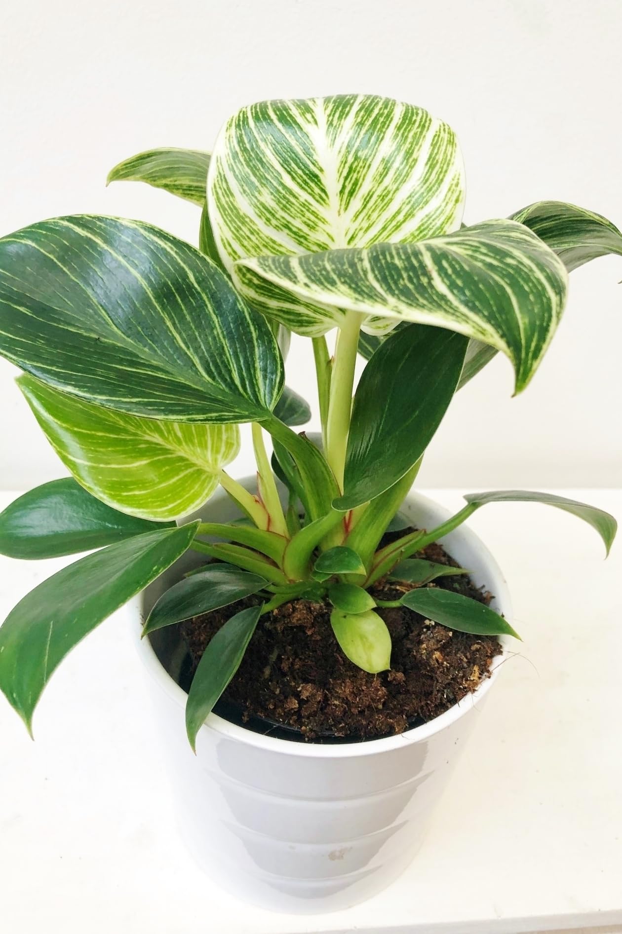 Birkin Philodendron - White Measure - Live Plant in a 2 Inch Pot - Philodendron Hybrid - Rare and Beautiful Indoor Houseplant Tropical Masterpiece