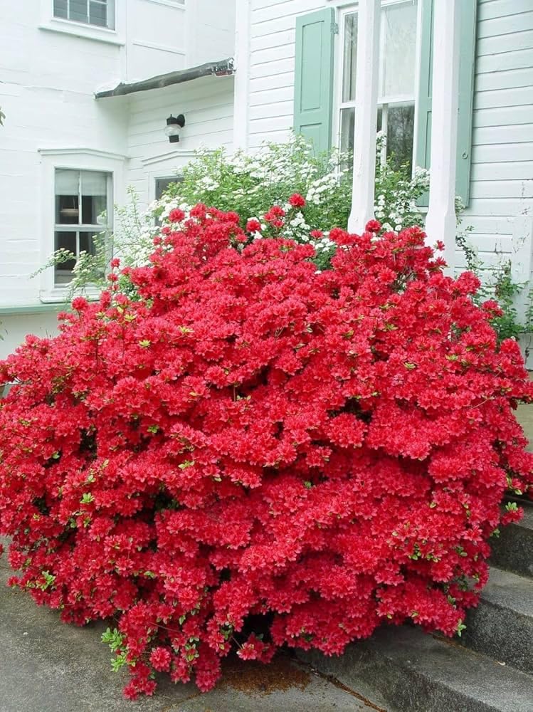 Dwarf Autumn Fire Encore Azalea – Compact Reblooming Shrub with Bright Red Flowers for Borders, Containers & Landscapes (3 Gallon/Potted/Single Plant)