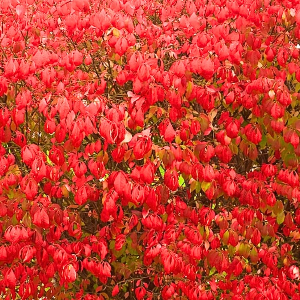 Red Burning Bush Shrub Live Plant, Dwarf Burning Bush Plant in Quart Pot, 6 to 10 Inches Height, Hardy Ornamental Shrubs for Outdoor Planting
