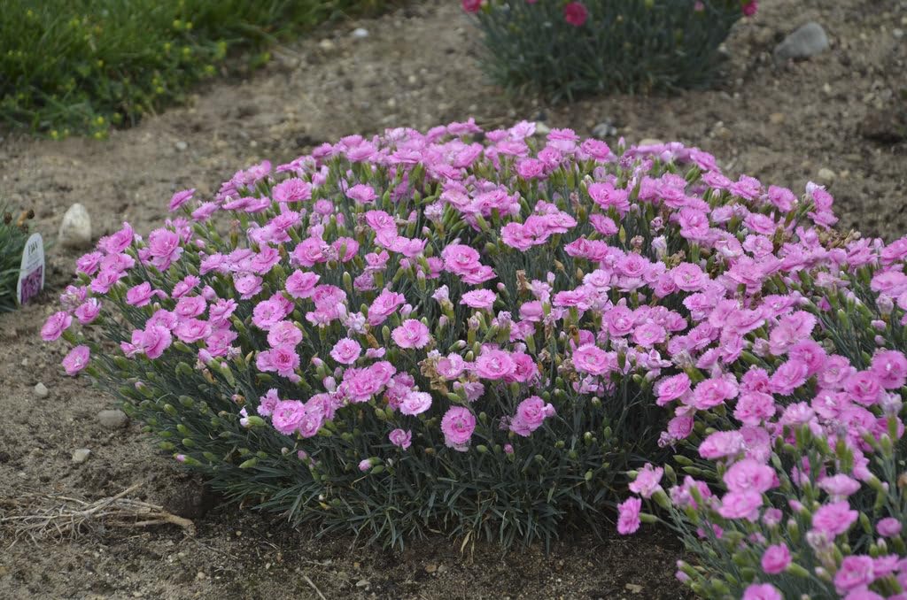 Live Plant from Green Promise Farms - Proven Winners, Dianthus Fruit Punch Sweetie Pie Pinks, Pink Flowers - #1 Gallon Size Container