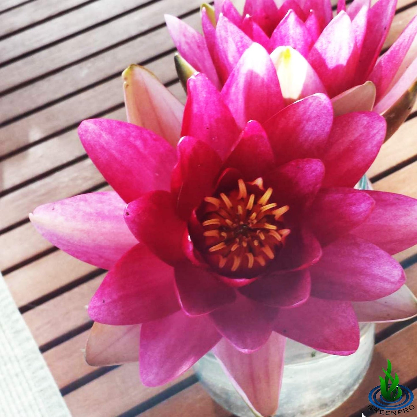 Nymphaea Attraction Red Hardy Water Lily Tuber Rhizome Live Aquatic Plants for Pond Water Garden