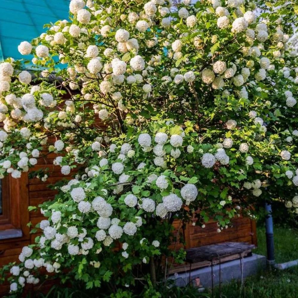 Old Fashion Viburnum Plant Live for Planting, Snowball Viburnum Live Plant 6 to 10 Inches Tall, 4 Inch Pot
