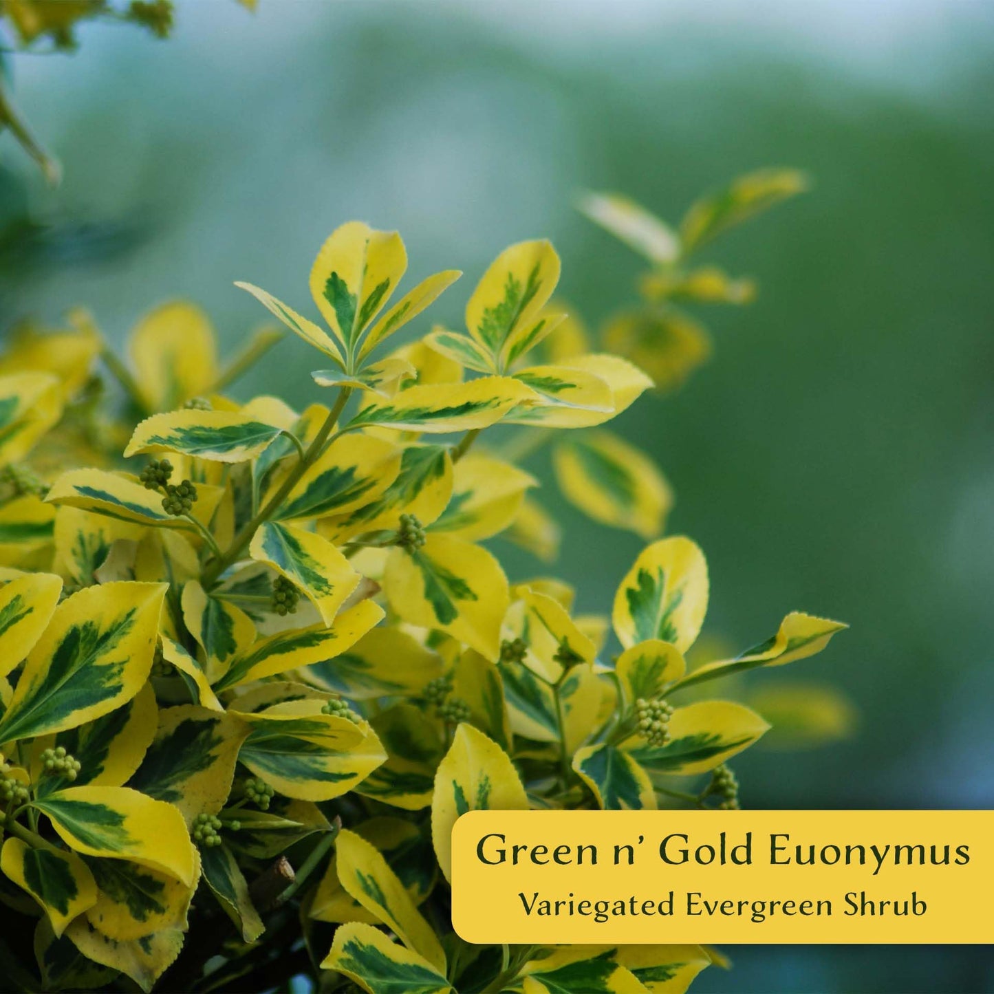 6 Green ‘n’ Gold Euonymus – Variegated Evergreen Shrub for Groundcover, Borders & Low Hedges (Euonymus fortunei ‘Emerald ‘n’ Gold’) in 3.5″ Cubes, Live Plants